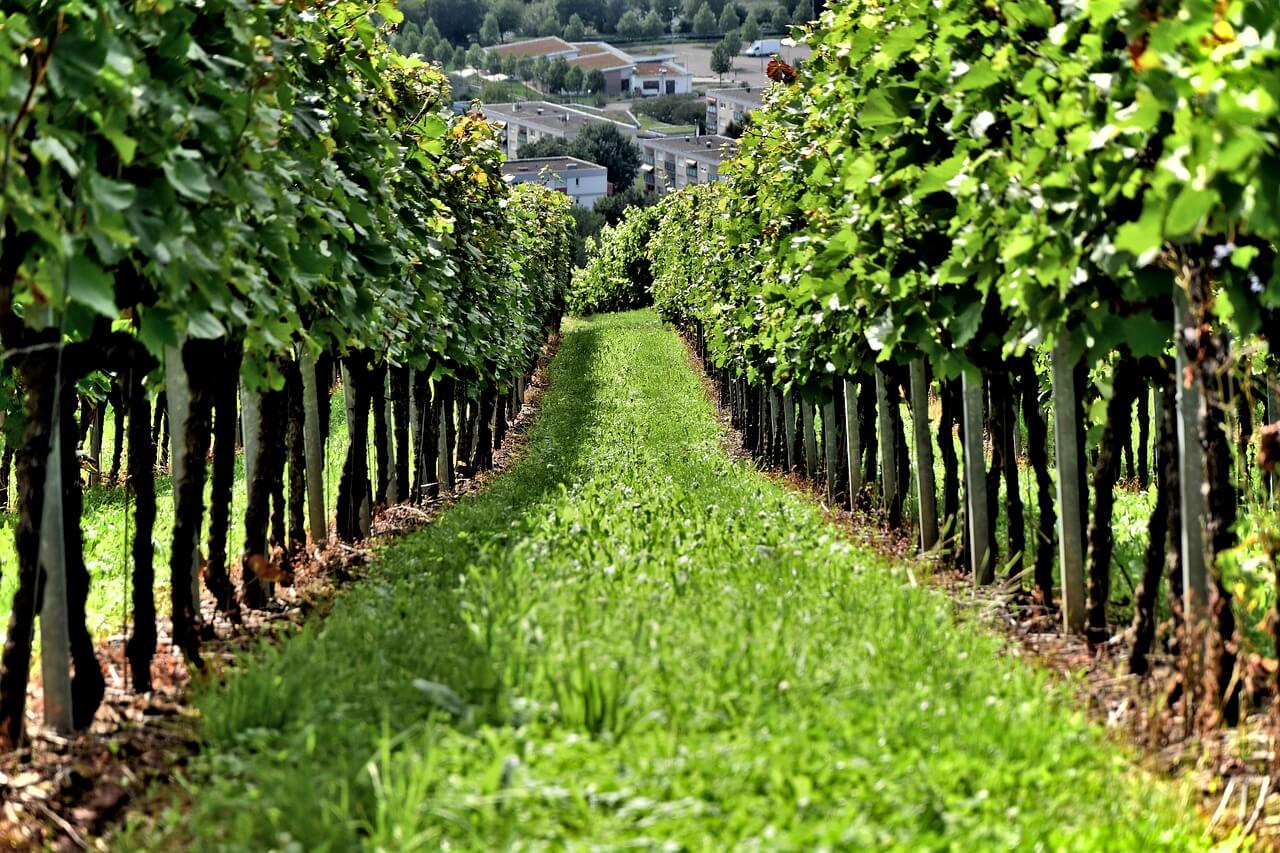 Green Vine Yard