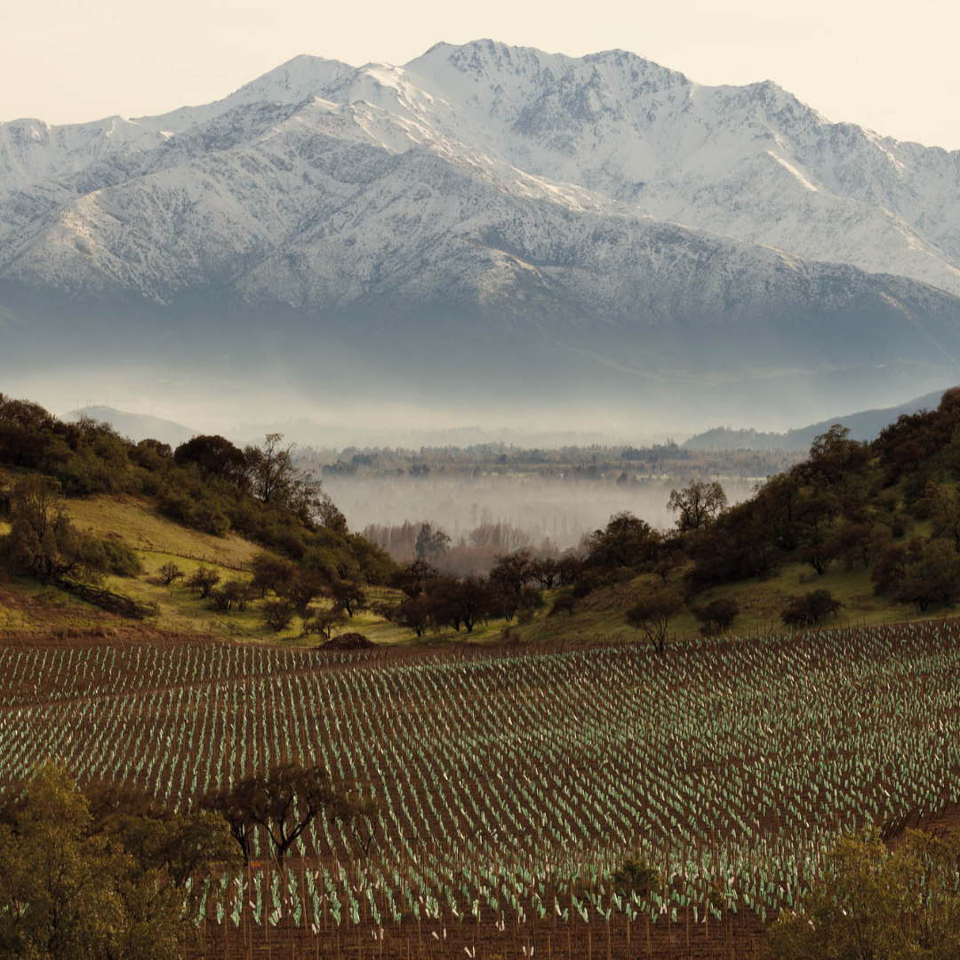 Tivoli Wines Cheltenham