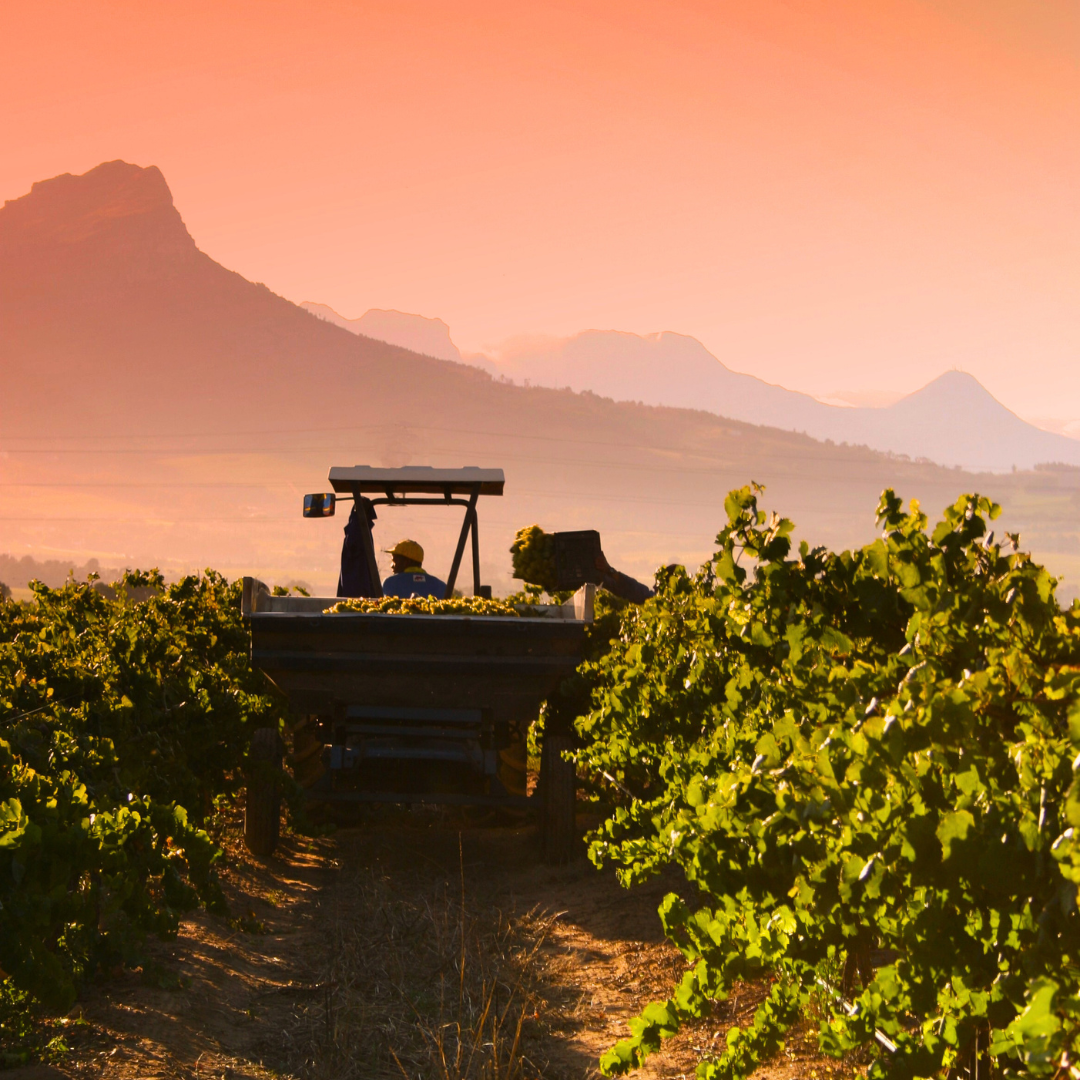 Tivoli Wines Cheltenham