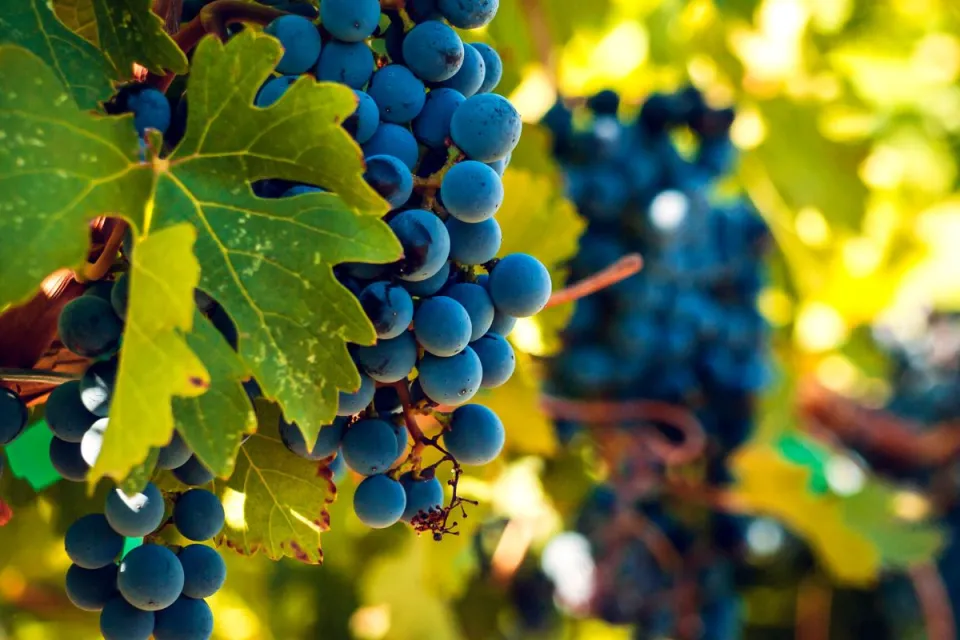 Malbec