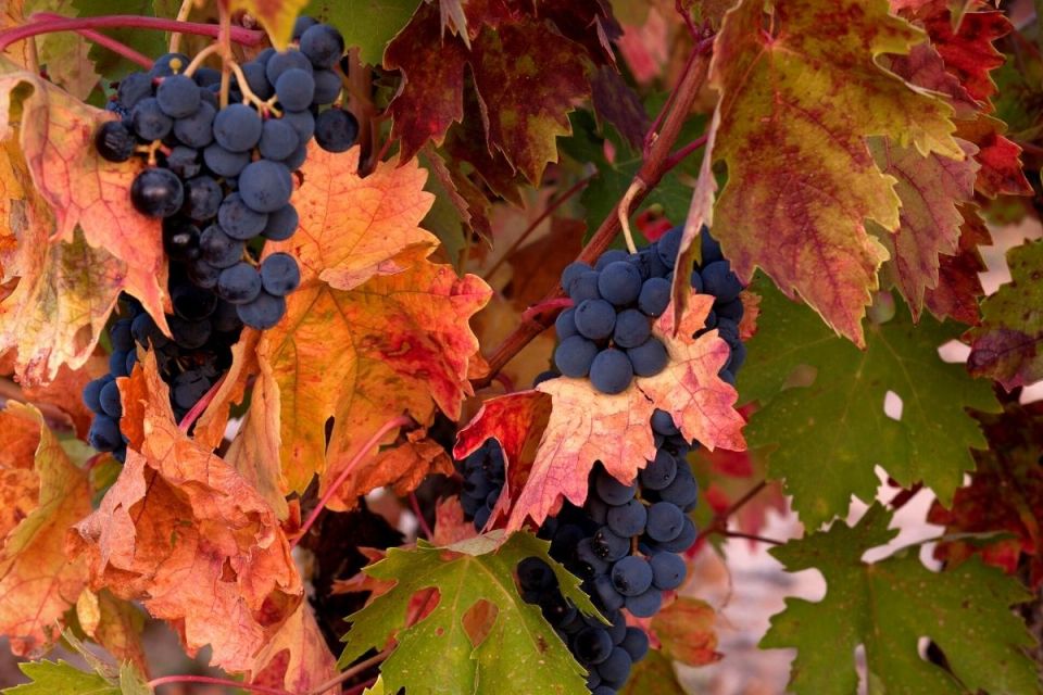 Tempranillo