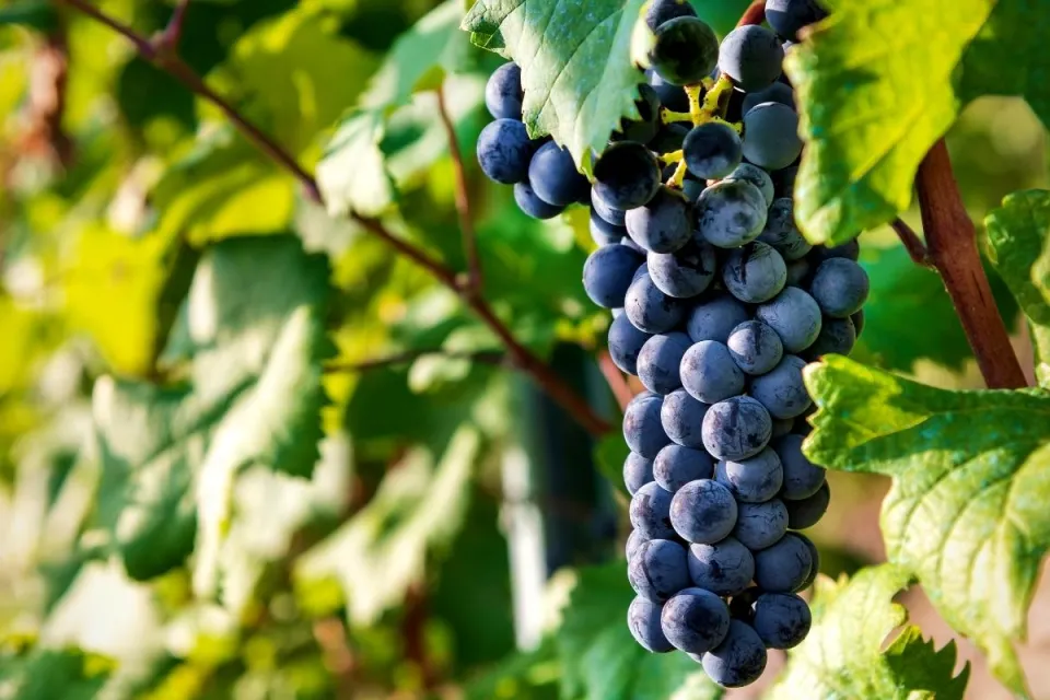 Nebbiolo