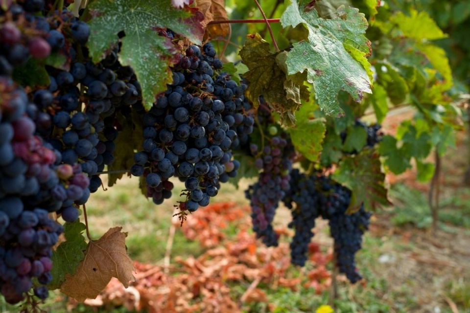 Cabernet Franc