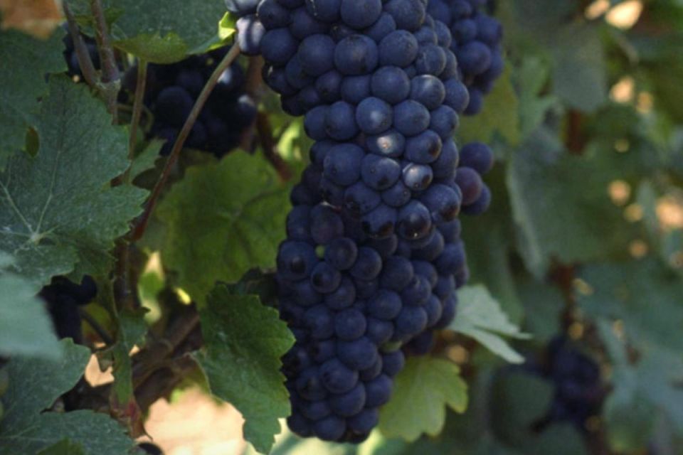 Pinot Meunier