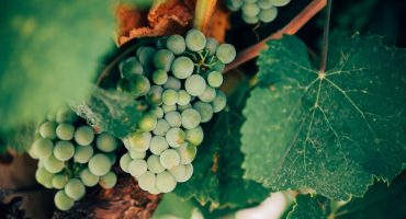 Organic Wine vs Natural Wine Organic Wine vs Natural Wine