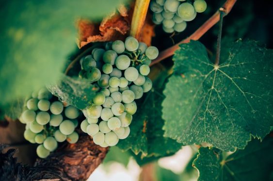 Organic Wine vs Natural Wine