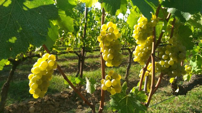 Franciacorta Vines