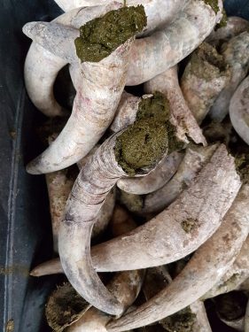 Biodynamic Wine Preparation Cow horn filled with manure