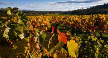 The Magic of Biodynamic Wine The Magic of Biodynamic Wine