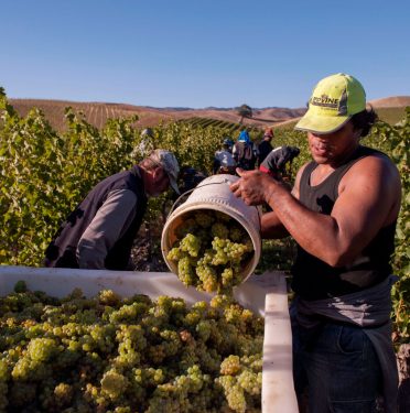 Pickers harvesting Sauvignon Blanc at Yarrum Vineyard