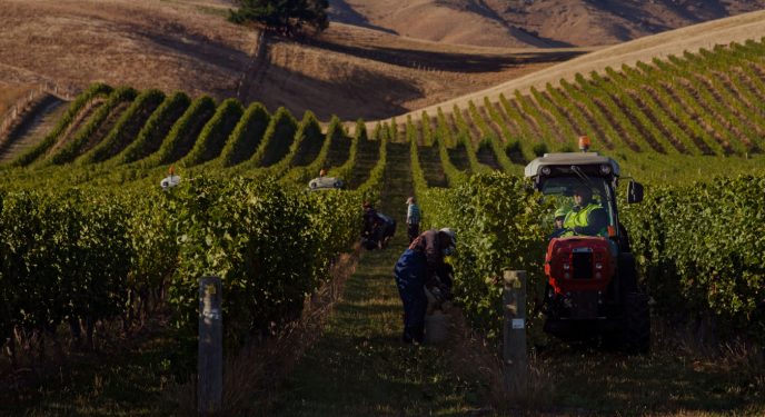 Tivoli Wines meets Kevin & Kimberley Judd of Greywacke