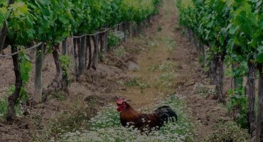 Natural White Wines - Four To Try Natural White Wines - Four To Try