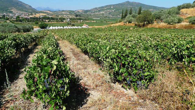 Vineyards in Nemea, Greek Wine Region