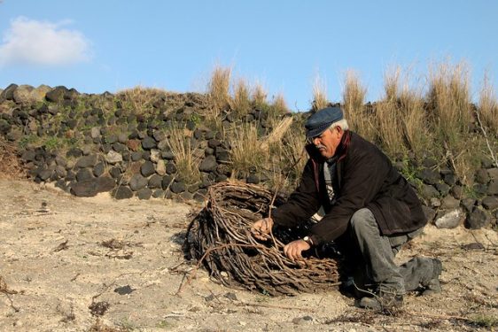 Greek Wine Making - Basket 'Kouloura' Vine Weaving on Santorini