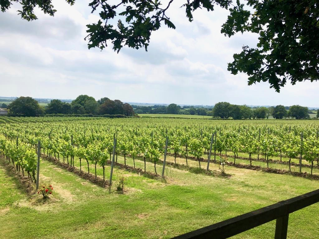 View across Boot Hill vineyard at Gusbourne's winery in Kent.