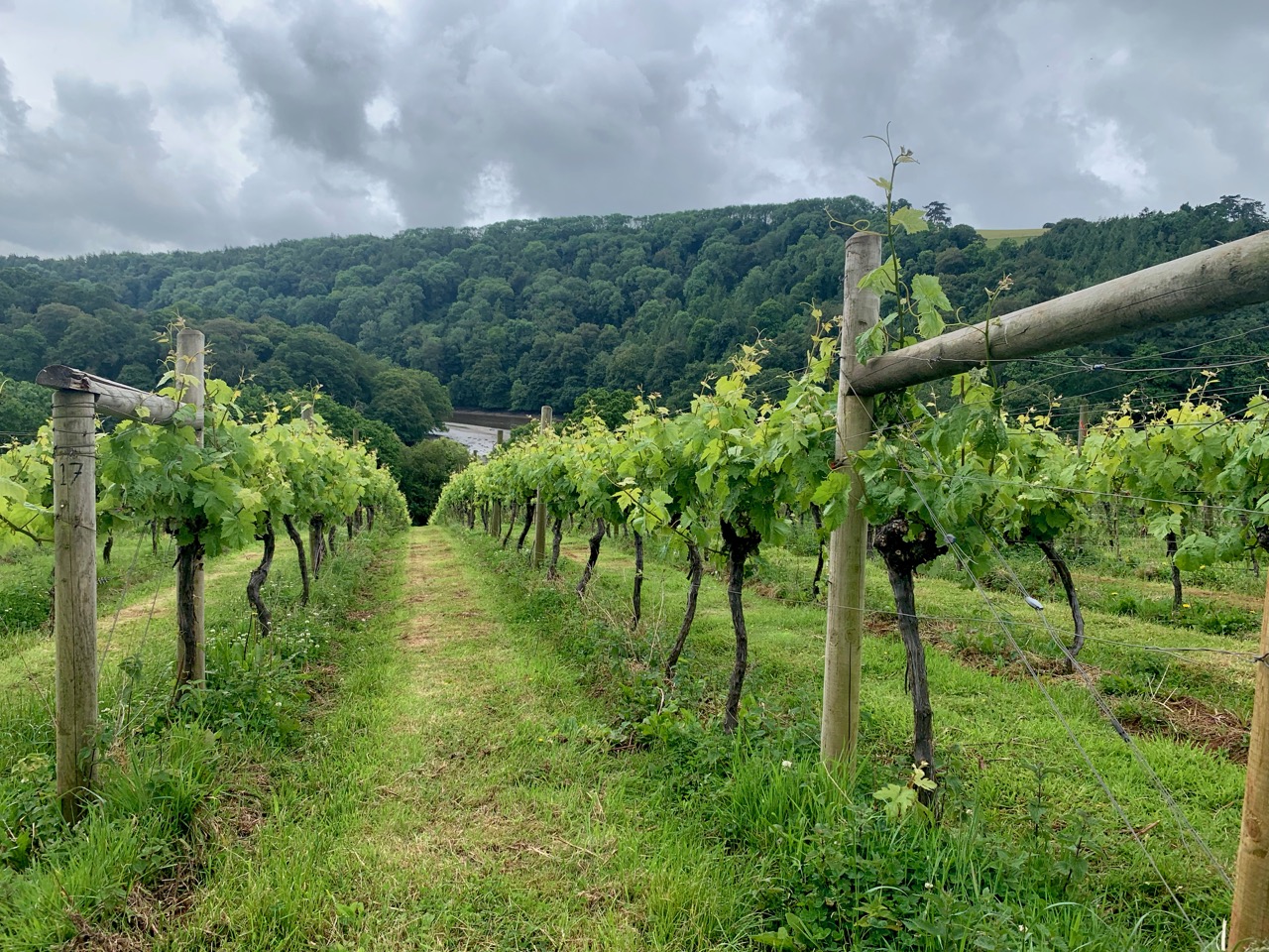 Vineyard at Sharpham