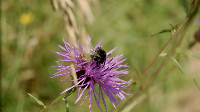 Bee on Knapweed @ Limeburn Hill