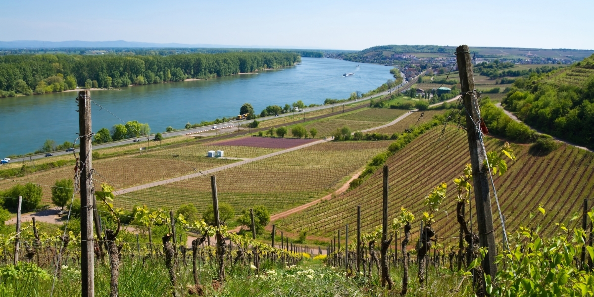 Rheinhessen Vineyards