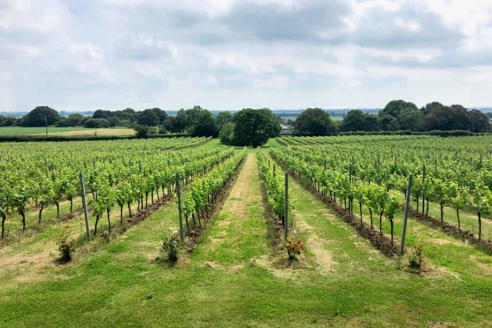 1ed3bf3f-0178-43ab-81b3-e3824293a5de (1) Gusbourne Vineyard Kent