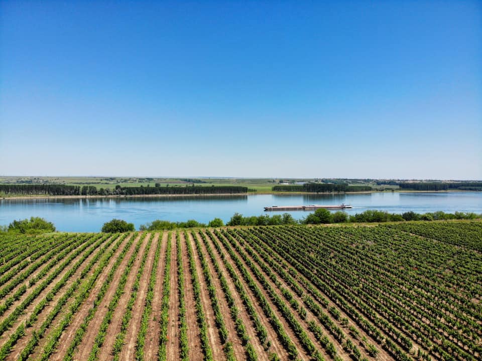 Bononia Estate Vineyard