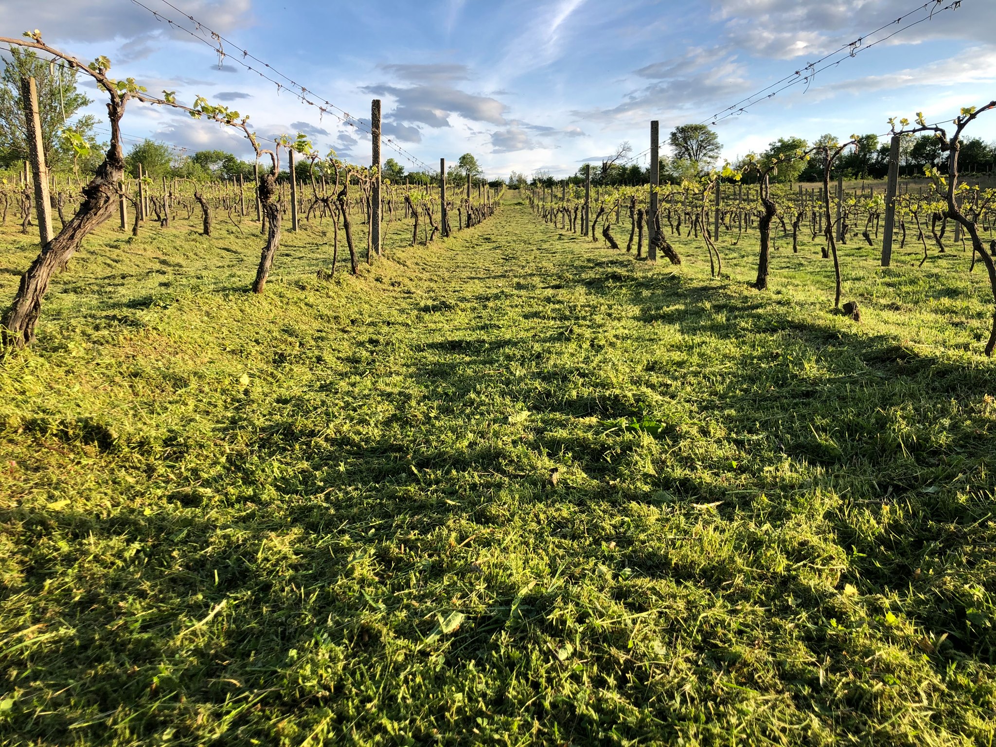 Damyanov Vineyard