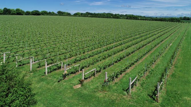 Meet The Winemaker: Tommy Grimshaw, Langham Wine Estate